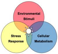 A Venn diagram showing the overlap between environmental stimuli, stress response and cellular metabolism.